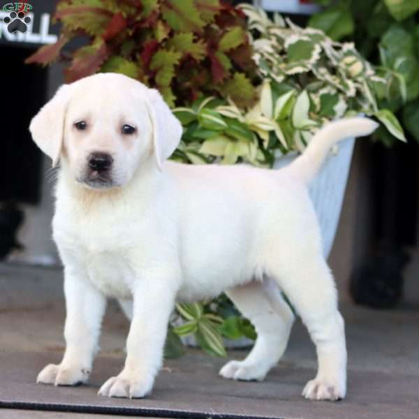 Bella, Yellow Labrador Retriever Puppy