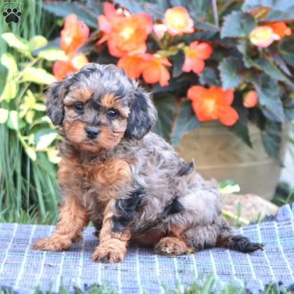 Bella, Cavapoo Puppy