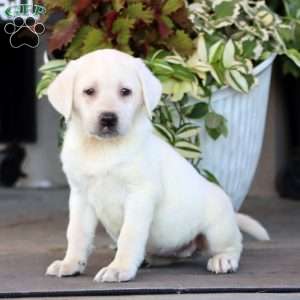 Bella, Yellow Labrador Retriever Puppy