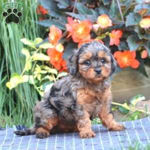 Bella, Cavapoo Puppy
