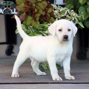 Bella, Yellow Labrador Retriever Puppy