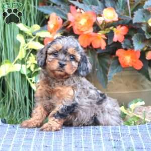 Bella, Cavapoo Puppy