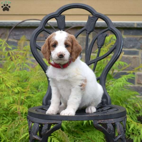 Belle, Labradoodle Puppy