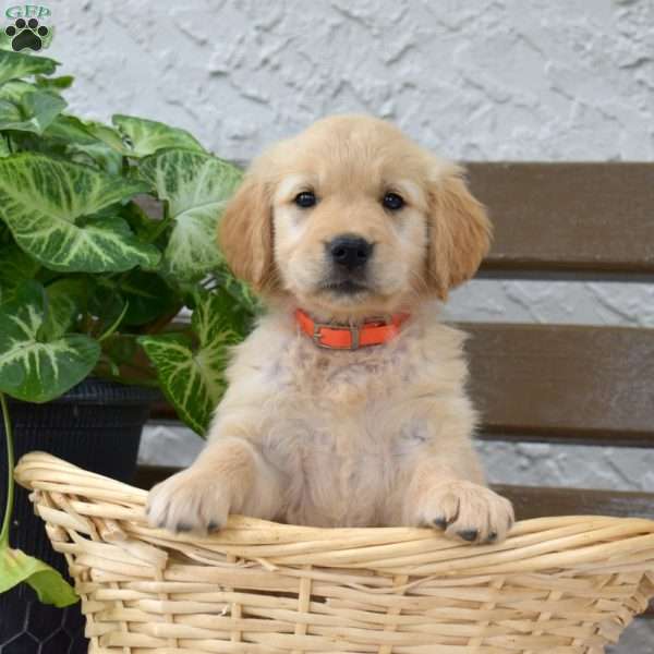 Belle, Golden Labrador Puppy