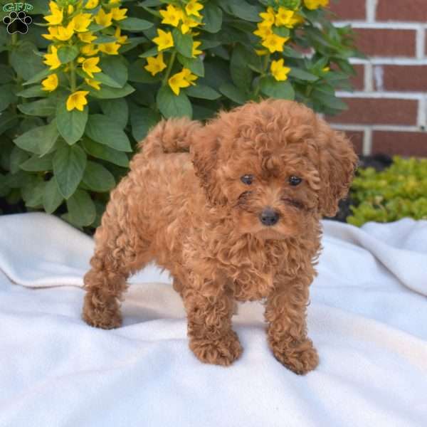 Belle, Cavapoo Puppy