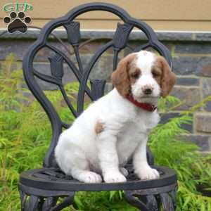 Belle, Labradoodle Puppy