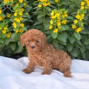 Belle, Cavapoo Puppy