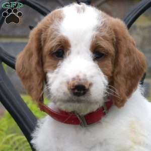 Belle, Labradoodle Puppy