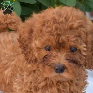 Belle, Cavapoo Puppy
