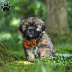 Ben, Lhasa Apso Puppy