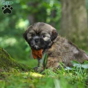 Ben, Lhasa Apso Puppy