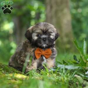 Ben, Lhasa Apso Puppy