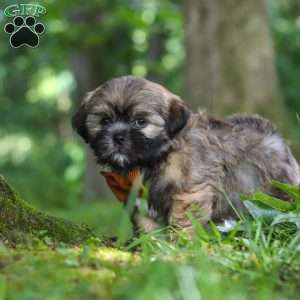 Ben, Lhasa Apso Puppy