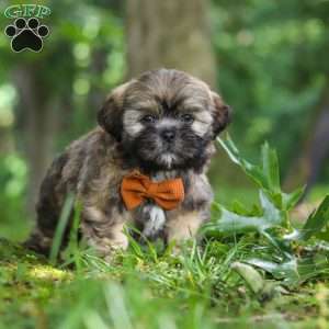 Ben, Lhasa Apso Puppy