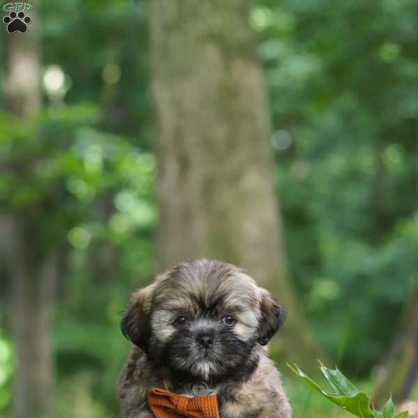 Ben, Lhasa Apso Puppy
