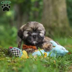 Ben, Lhasa Apso Puppy