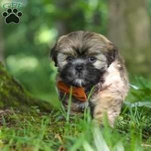 Ben, Lhasa Apso Puppy