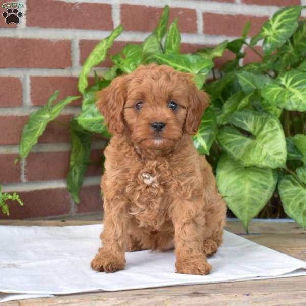 Benjamin, Cavapoo Puppy