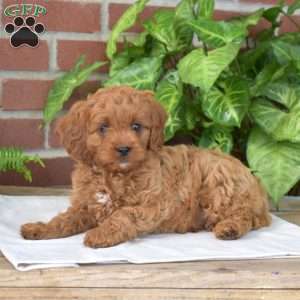 Benjamin, Cavapoo Puppy