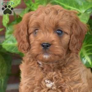 Benjamin, Cavapoo Puppy