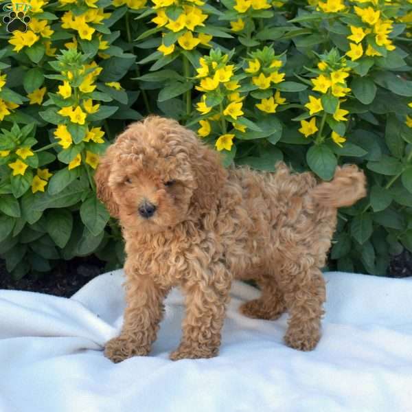 Benji, Cavapoo Puppy