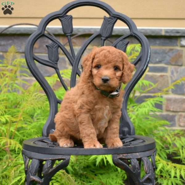 Benji, Labradoodle Puppy