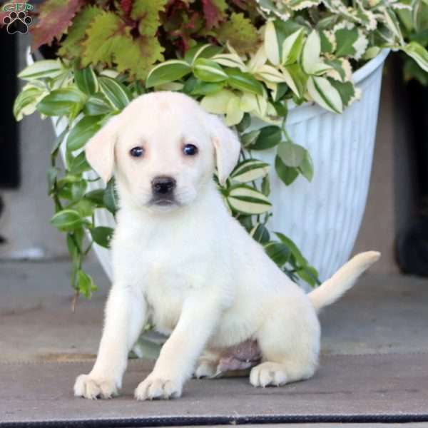 Benji, Yellow Labrador Retriever Puppy