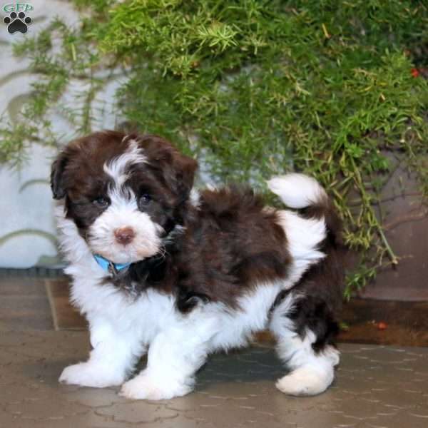 Benji, Havanese Puppy