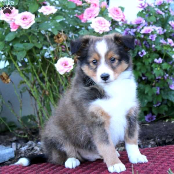 Benji, Sheltie Puppy