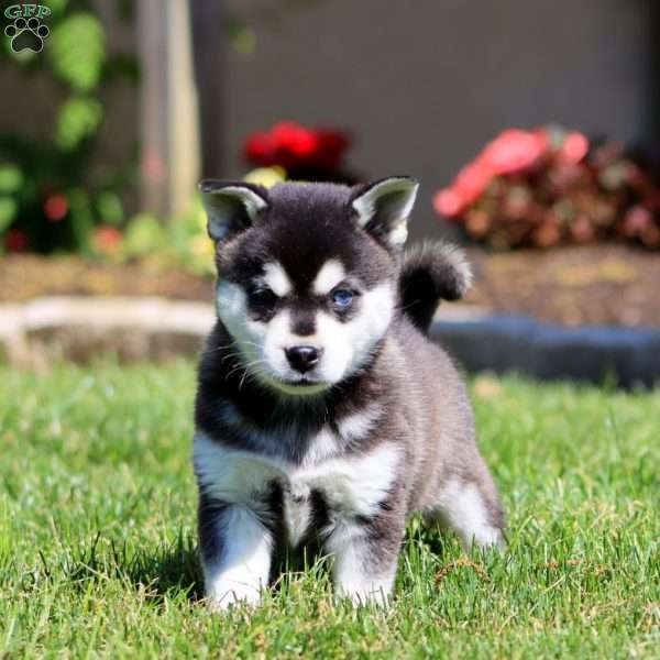 Benji, Alaskan Klee Kai Puppy