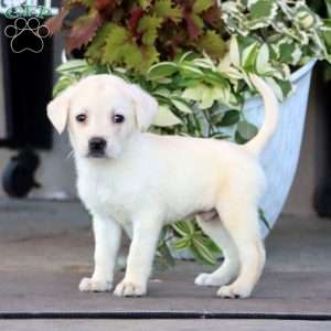 Benji, Yellow Labrador Retriever Puppy