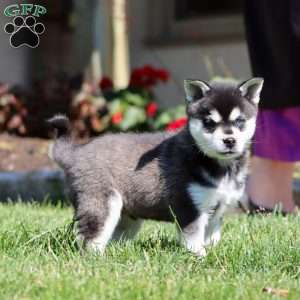 Benji, Alaskan Klee Kai Puppy