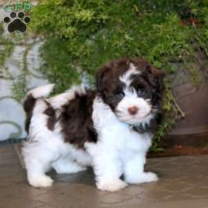 Benji, Havanese Puppy