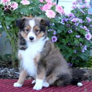 Benji, Sheltie Puppy