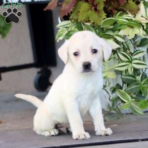 Benji, Yellow Labrador Retriever Puppy