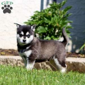 Benji, Alaskan Klee Kai Puppy