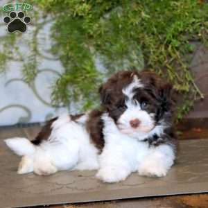 Benji, Havanese Puppy