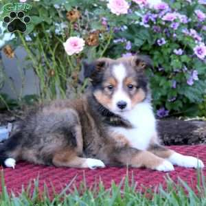 Benji, Sheltie Puppy