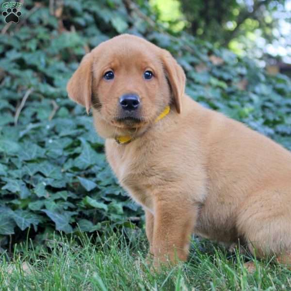 Benny, Fox Red Labrador Retriever Puppy