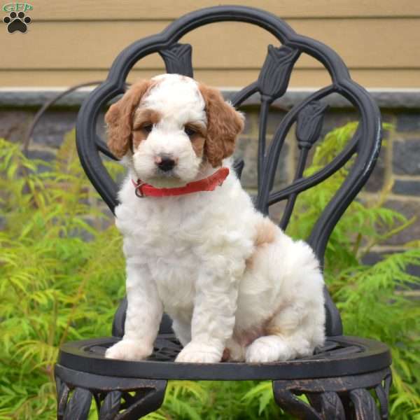 Benny, Labradoodle Puppy