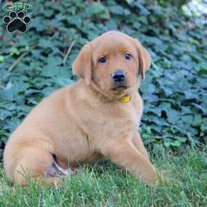 Benny, Fox Red Labrador Retriever Puppy