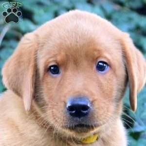 Benny, Fox Red Labrador Retriever Puppy