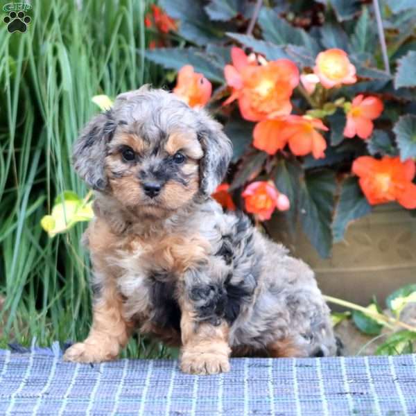 Benny, Cavapoo Puppy