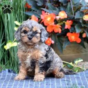 Benny, Cavapoo Puppy