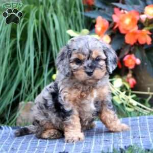 Benny, Cavapoo Puppy