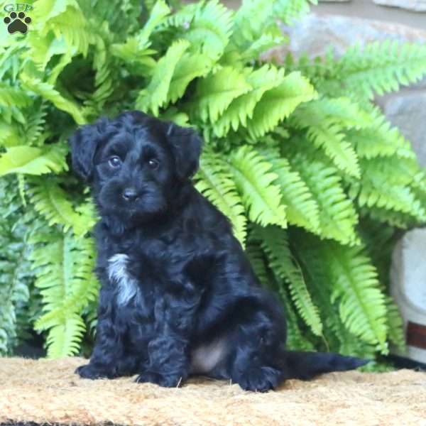 Bentley, Miniature Poodle Mix Puppy