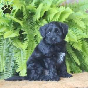 Bentley, Miniature Poodle Mix Puppy