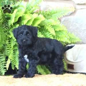 Bentley, Miniature Poodle Mix Puppy