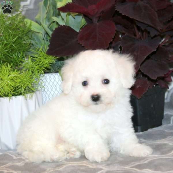 Bethany, Bichon Frise Puppy