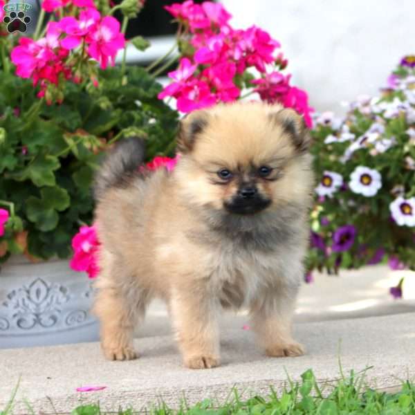 Betsy, Pomeranian Puppy
